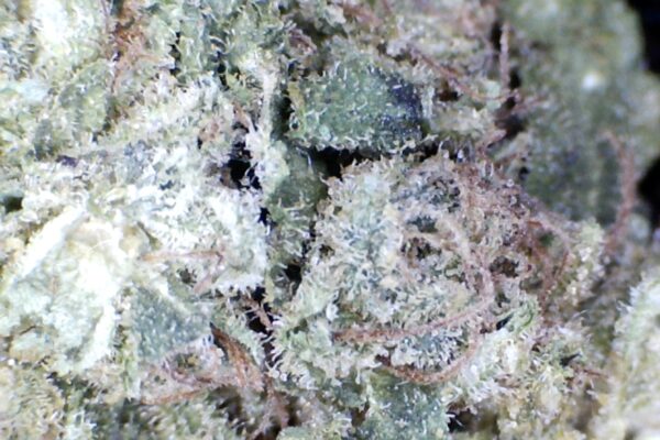 Gelato Runtz. by: Humboldt farms - Image 7